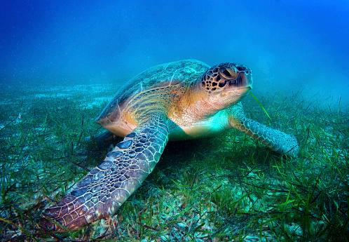 Roatan Turtles