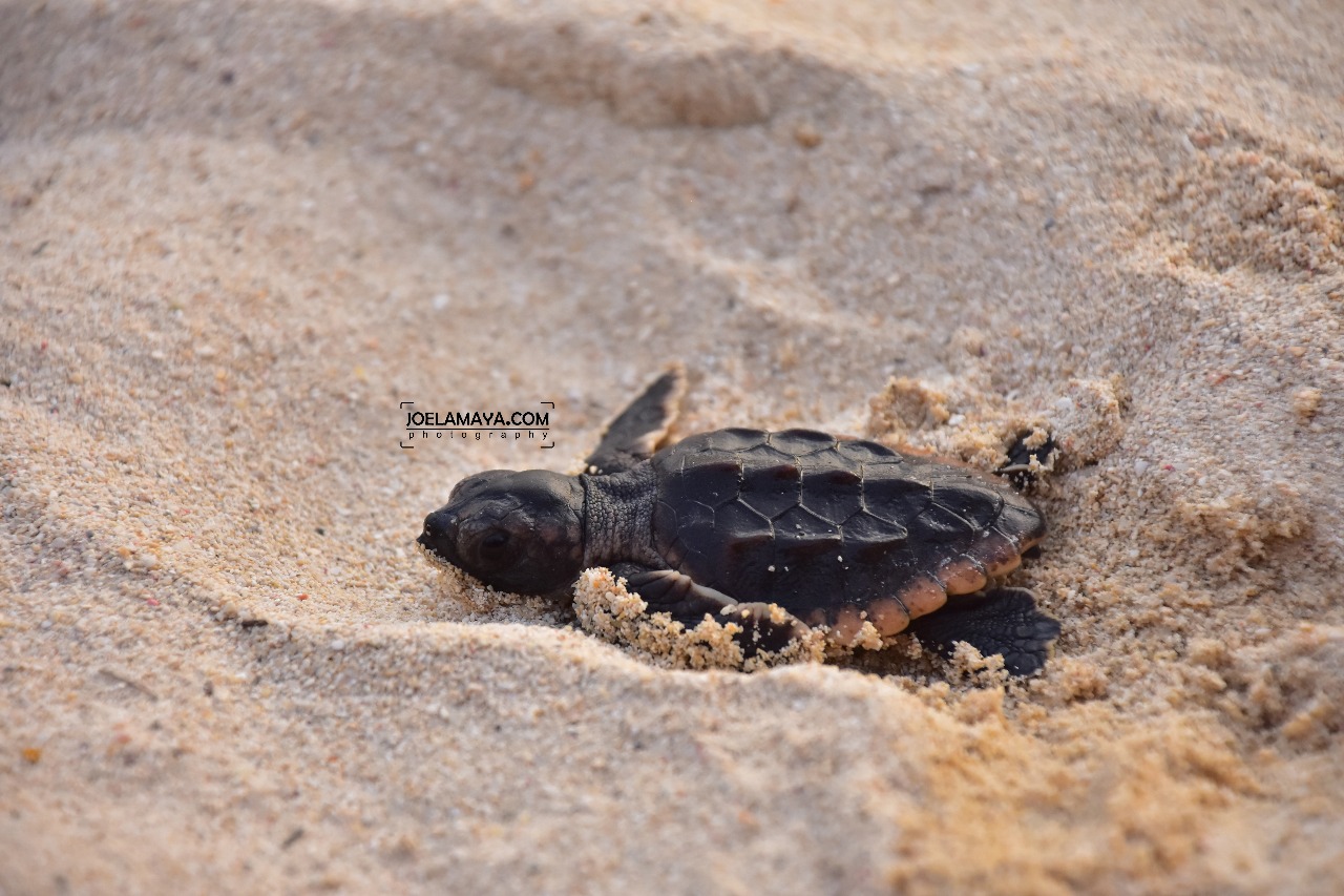 Roatan Turtles